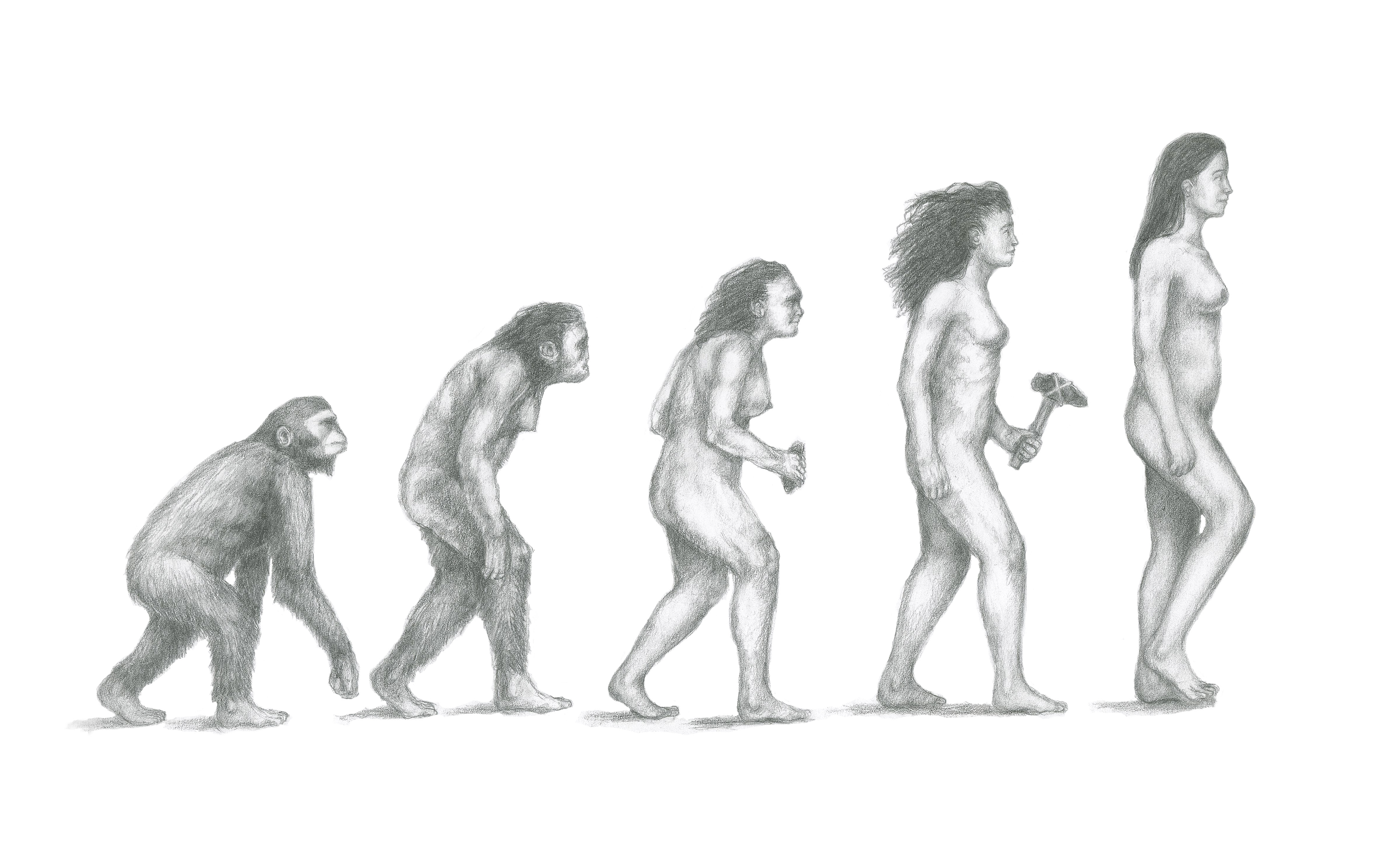 Этапы развития женщин. Хомо сапиенс неандерталенсис Эволюция. Хомо сапиенс Эволюция женщины. Самка хомосапиенс антропология. Эволюционная женщин.